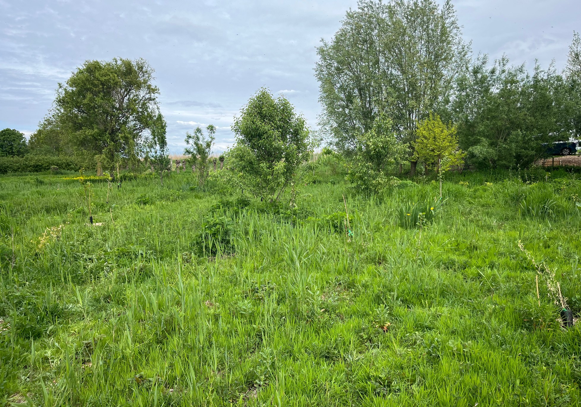 Bloeiend grasland met jonge aanplant langs de Kromme Mijdrecht